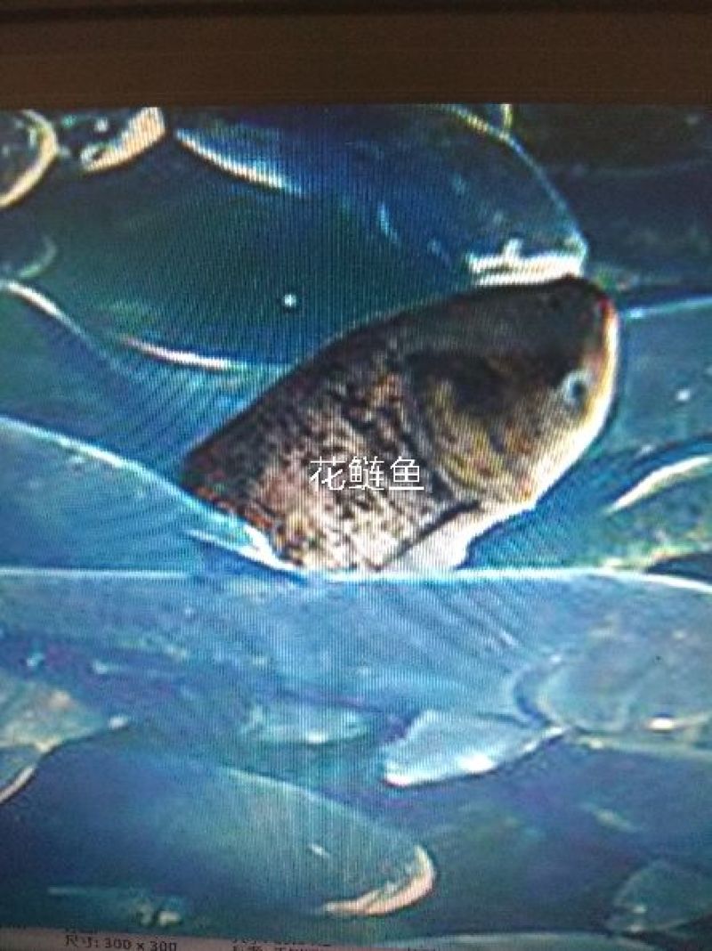 鲫鱼苗批发黄金鲫鱼价格鲫鱼夏花鱼苗