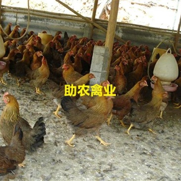 麻鸡苗