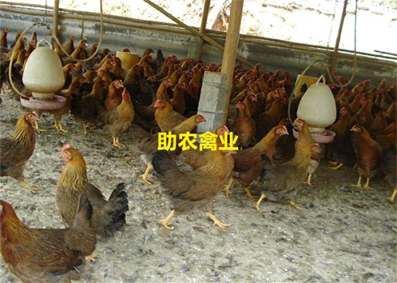 麻鸡苗