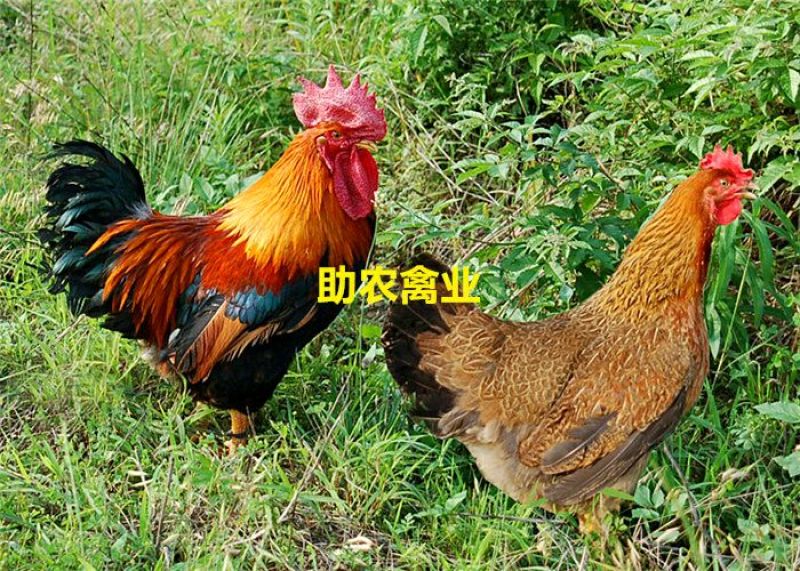 麻鸡苗