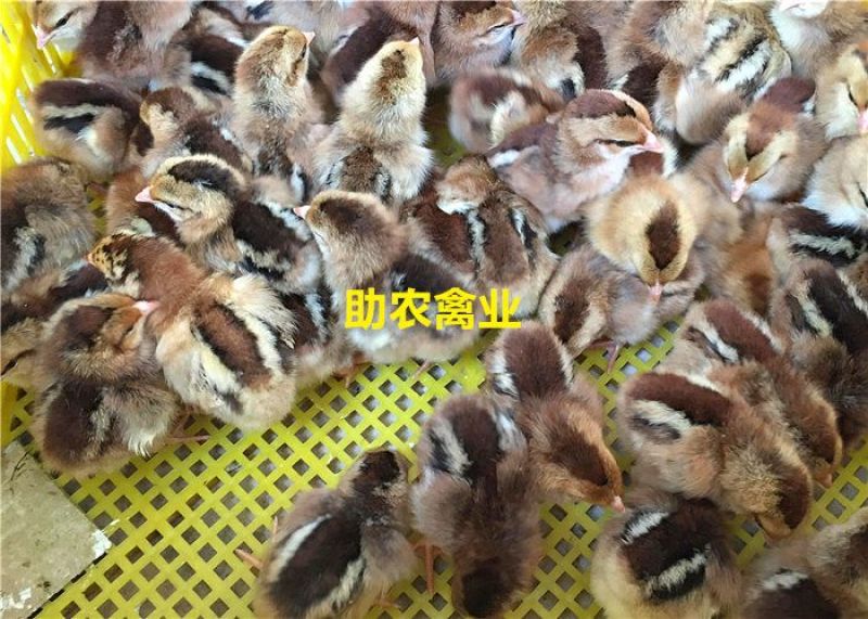 麻鸡苗