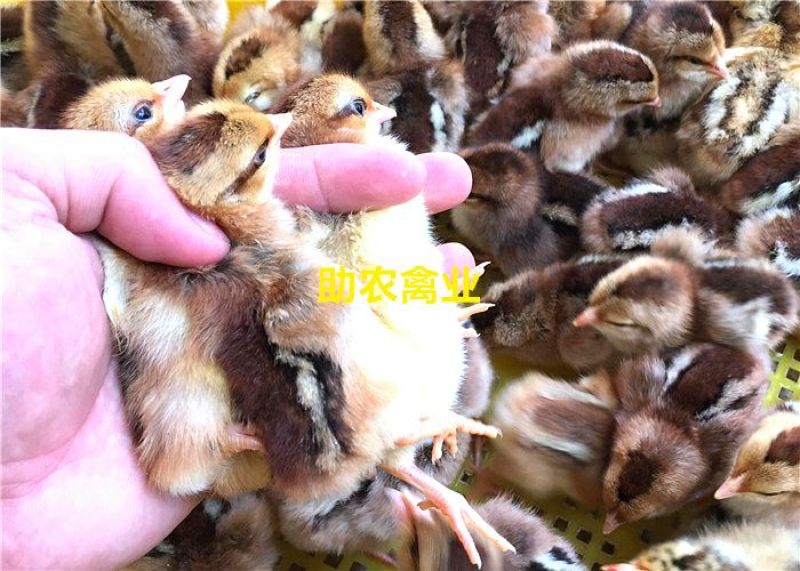麻鸡苗