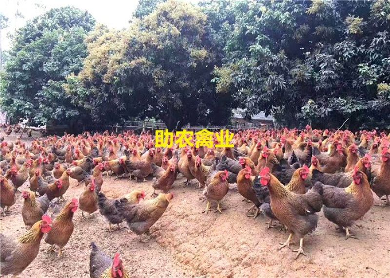 麻鸡苗