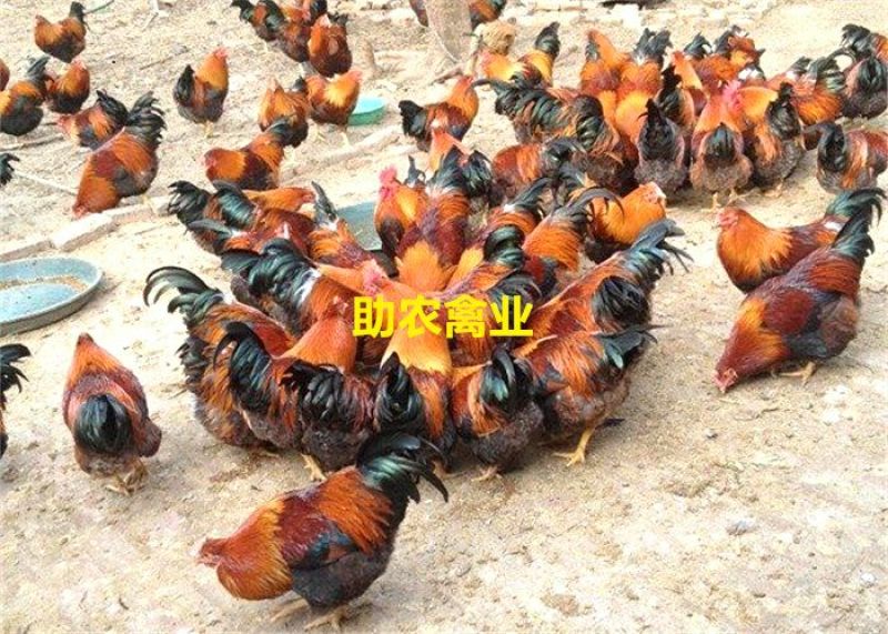 麻鸡苗