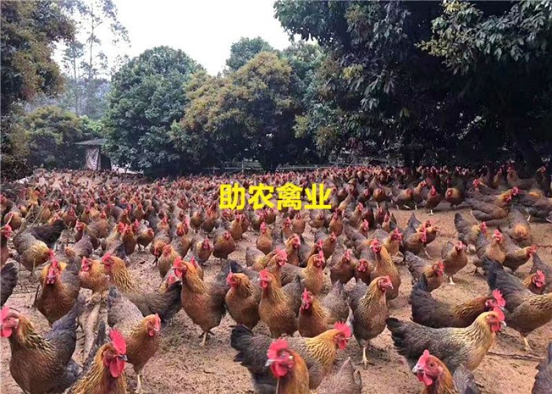 麻鸡苗