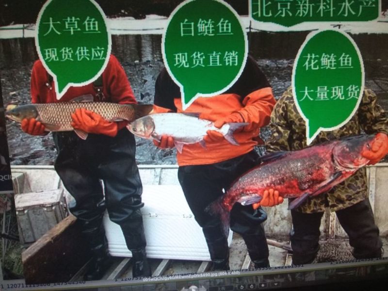 草鱼苗批发草鱼夏花鱼苗价格草鱼苗出售