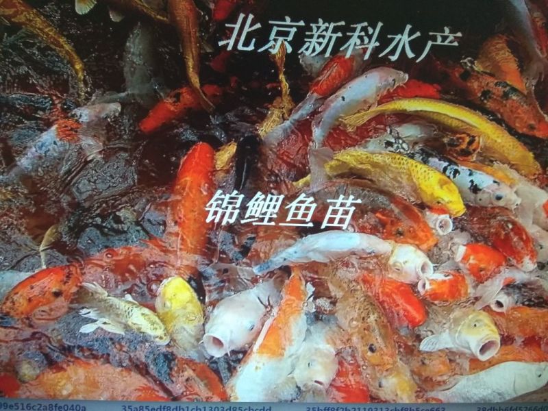 草鱼苗批发草鱼夏花鱼苗价格草鱼苗出售