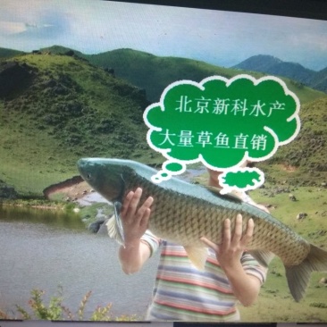 草鱼苗批发草鱼夏花鱼苗价格草鱼苗出售