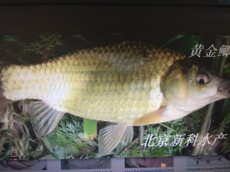 草鱼苗批发草鱼夏花鱼苗价格草鱼苗出售