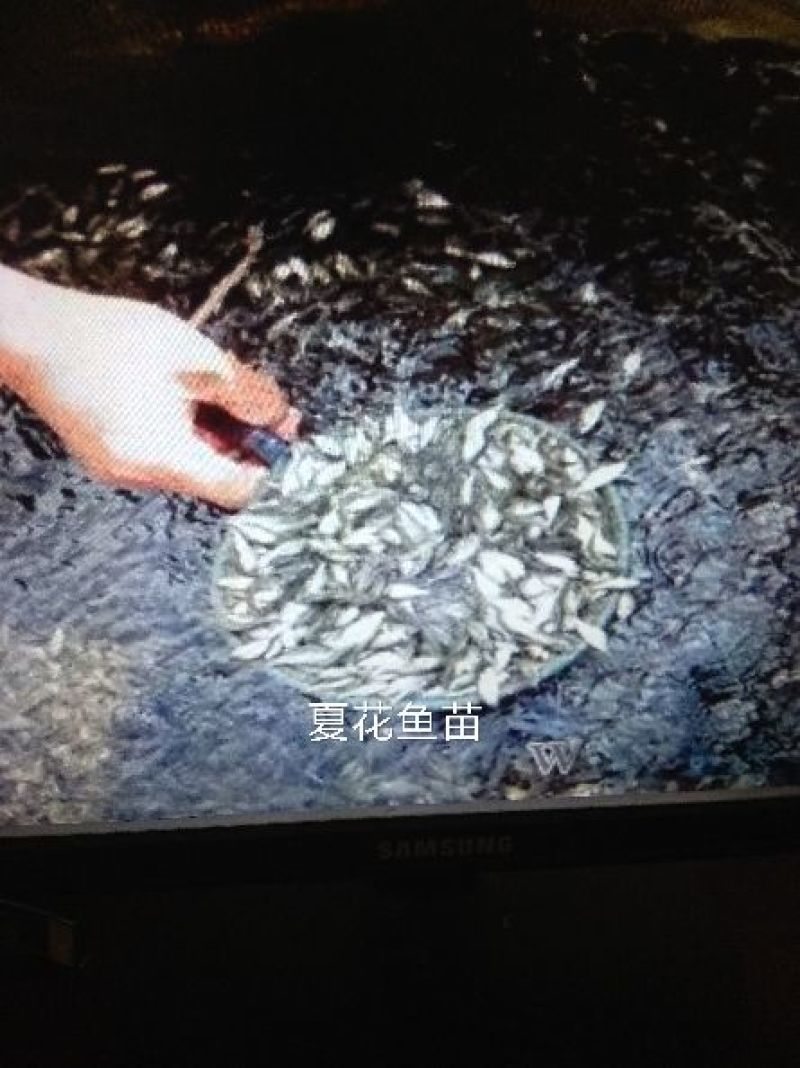 草鱼苗批发草鱼夏花鱼苗价格草鱼苗出售