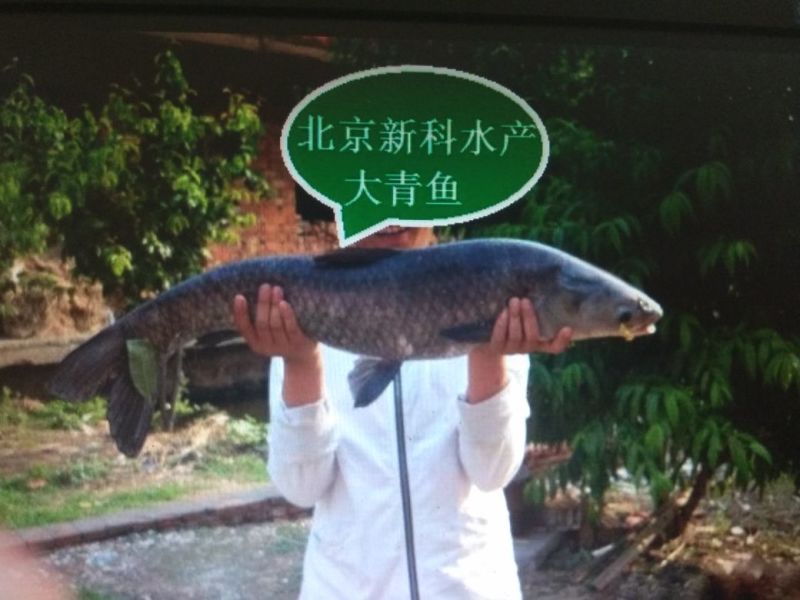 草鱼苗批发草鱼夏花鱼苗价格草鱼苗出售