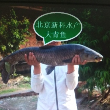 青鱼苗批发青鱼夏花鱼价格青鱼苗出售