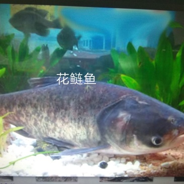花链鱼苗批发花链夏花鱼苗价格花白鲢鱼