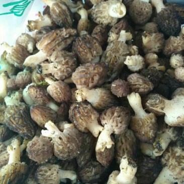 野生羊肚菌