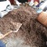 统货，有少量壳渣和油面杂质等