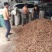 统货，有少量壳渣和油面杂质等