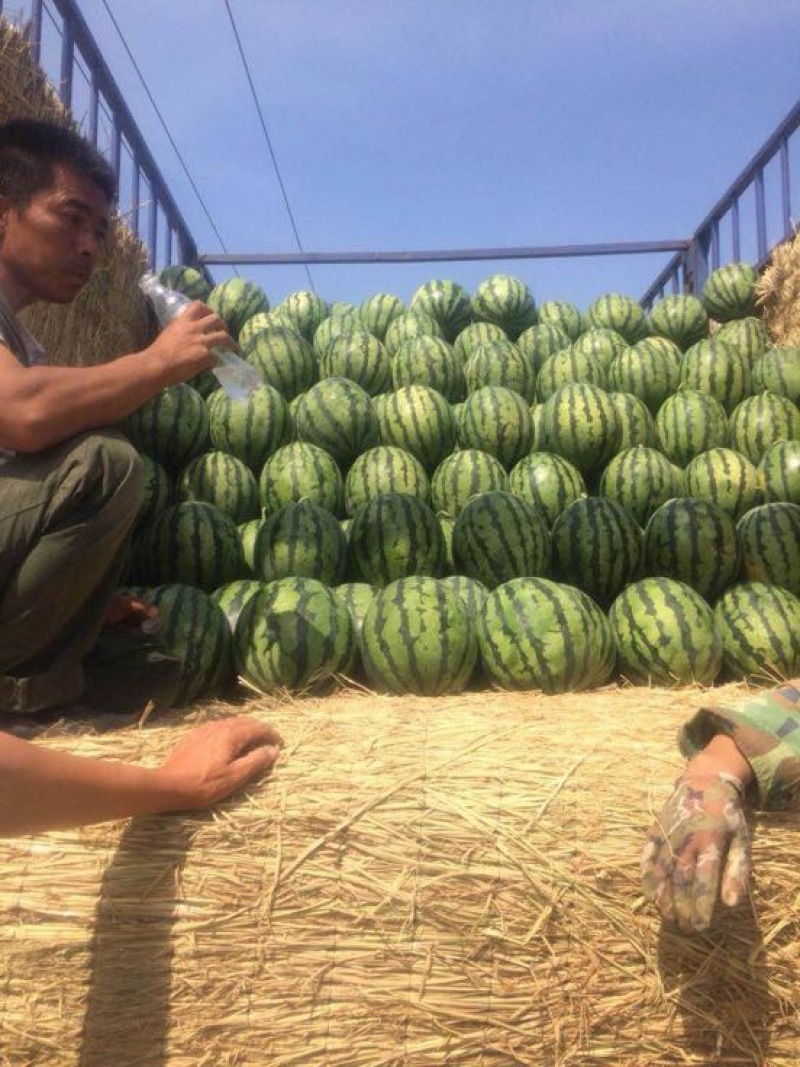 甜王西瓜10斤打底9成熟1茬