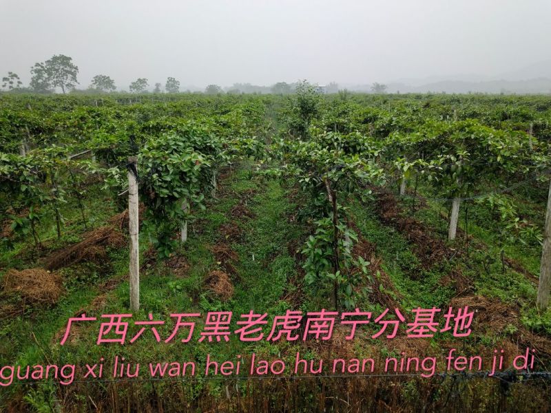 超市，商场特供