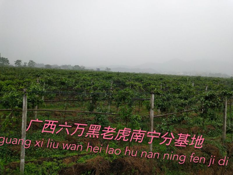 超市，商场特供