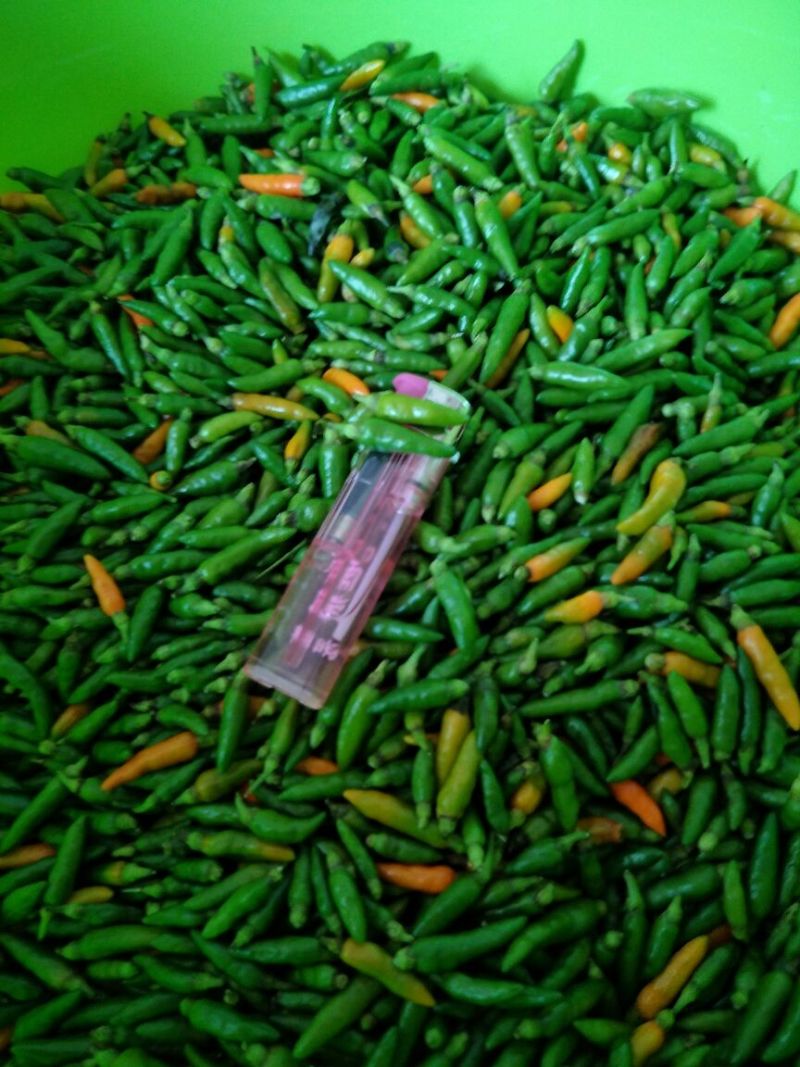 云南新鲜小米辣，云南特小小雀辣，香口辣爽