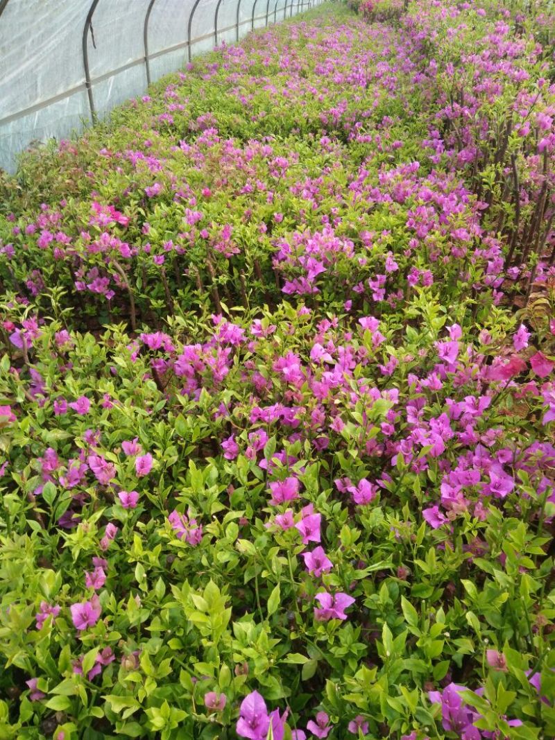 三角梅30~50cm云南苗木基地批发价格
