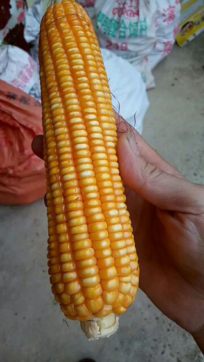玉米
