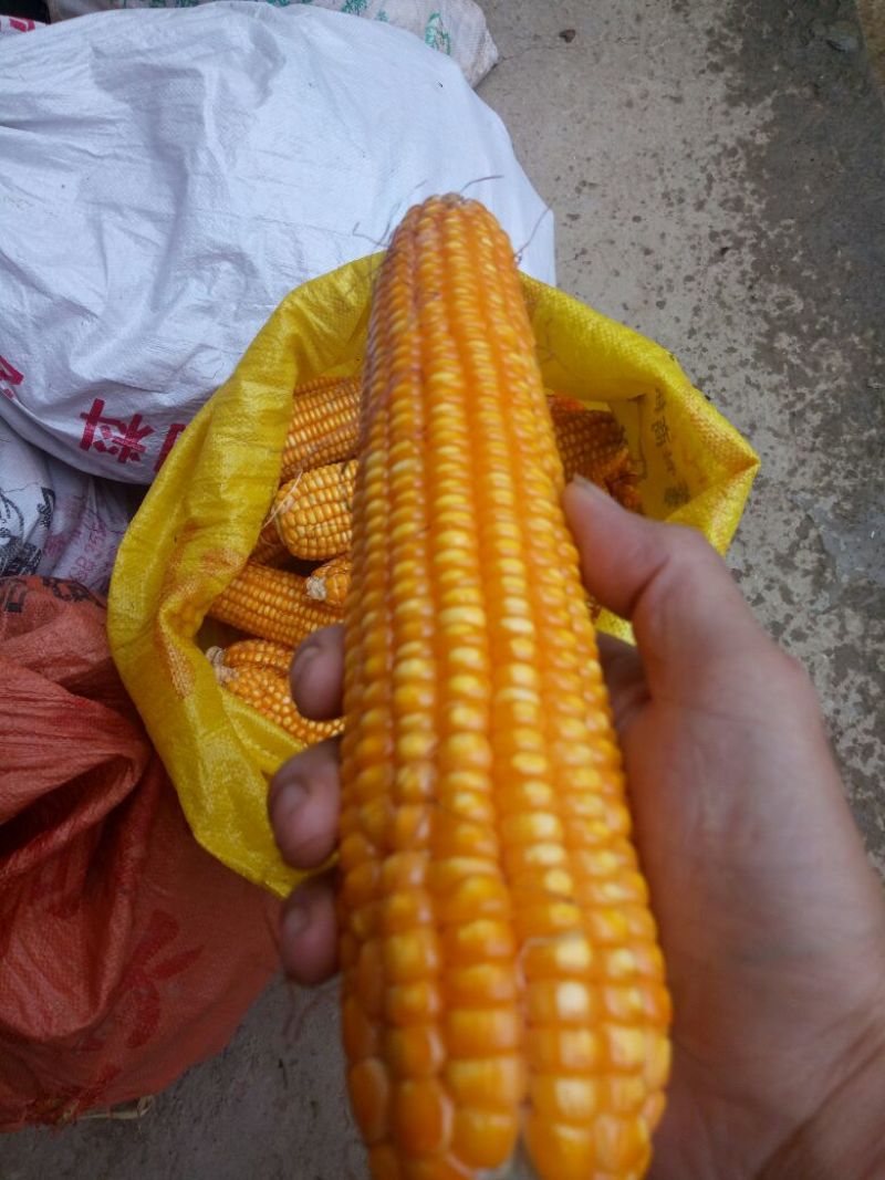 玉米