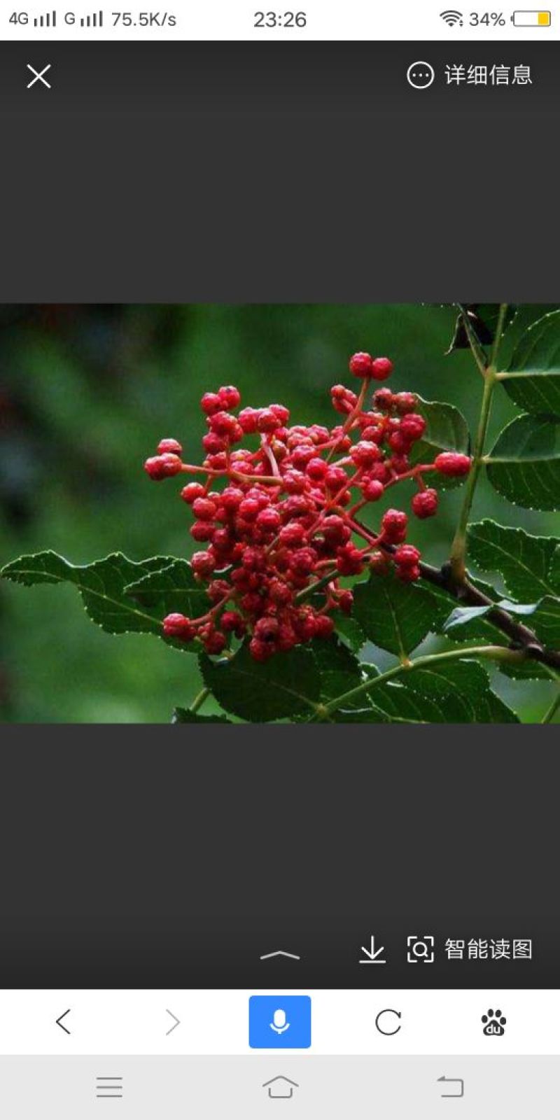 鲜花椒干花椒