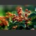 鲜花椒干花椒
