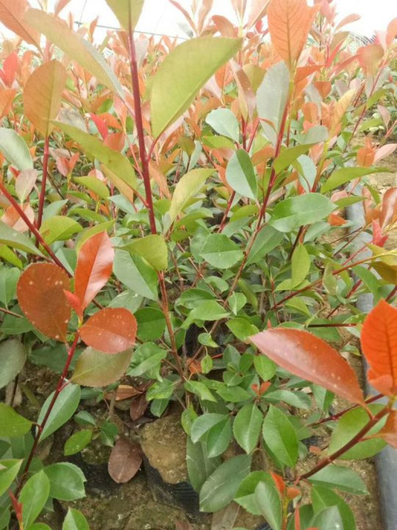 大量供应红叶石楠大杯苗