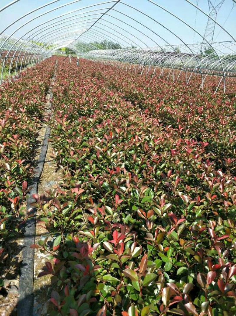 大量供应红叶石楠大杯苗