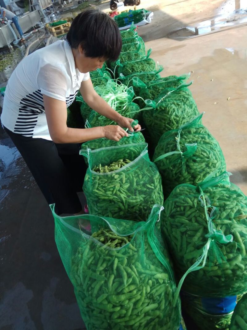 精品翠绿宝毛豆大量上市，水洗冷库找车一条龙服务