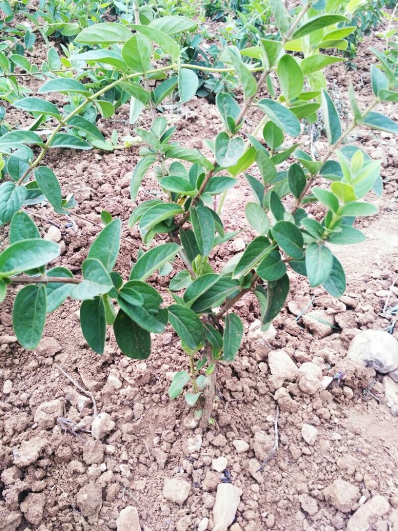 金银花苗药用金银花四季金银花育杰一号2年苗