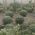 甜王西瓜10斤打底9成熟1茬