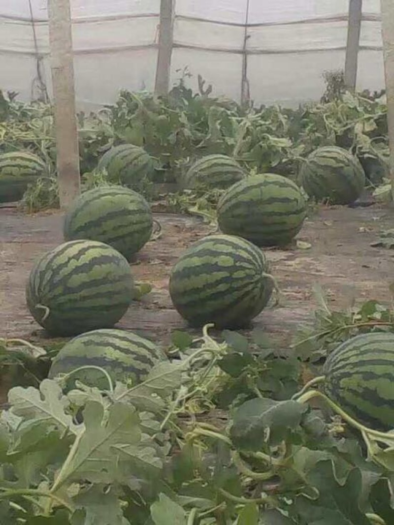 甜王西瓜10斤打底9成熟1茬