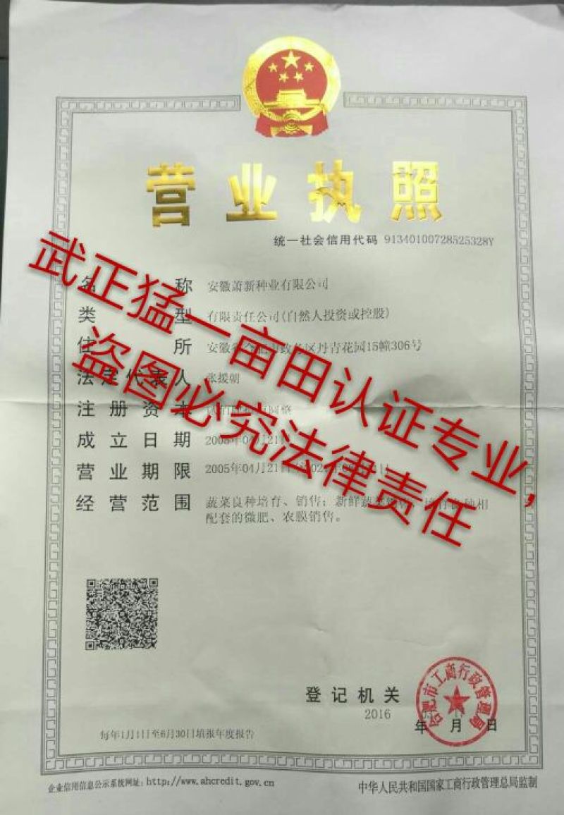 龙椒种子，线椒，黄线椒螺丝椒种子95%以上