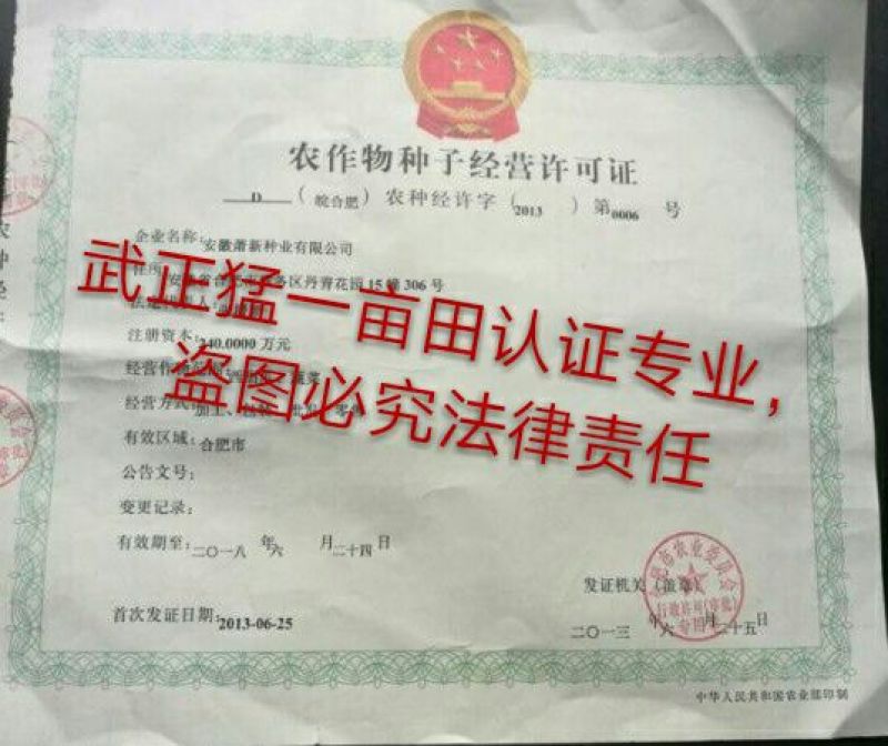 龙椒种子，线椒，黄线椒螺丝椒种子95%以上