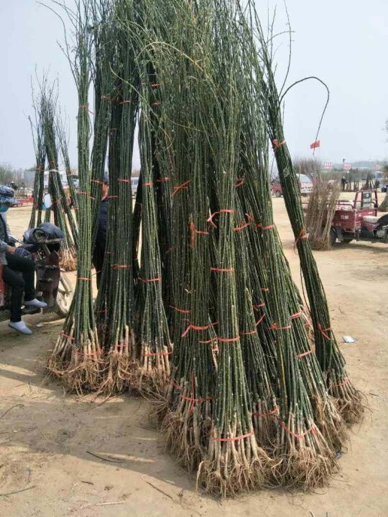 国槐苗