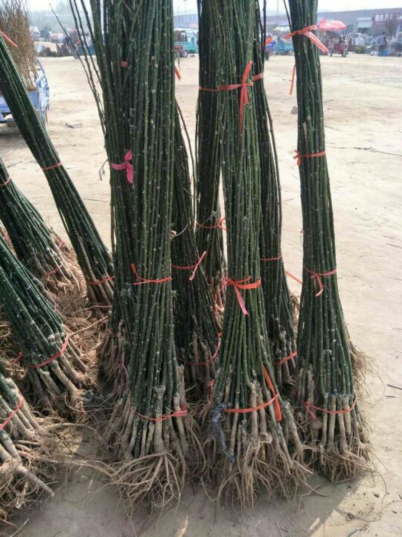 国槐苗