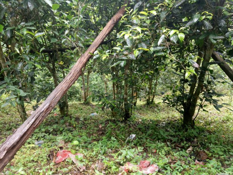 茶叶【普洱茶】易武国有林绿色无污染产地原料加工