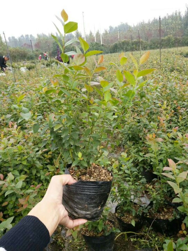 绿宝石蓝莓苗