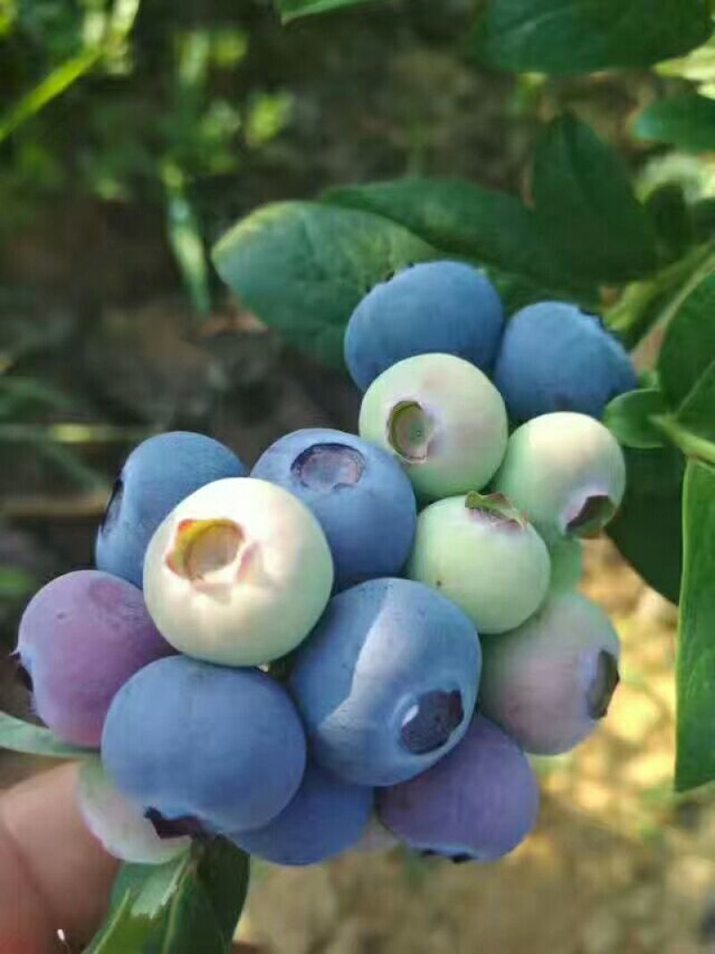 绿宝石蓝莓苗