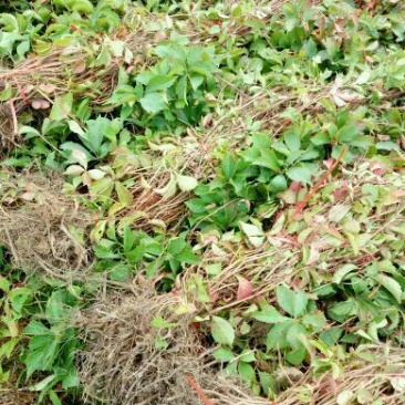 爬山虎苗