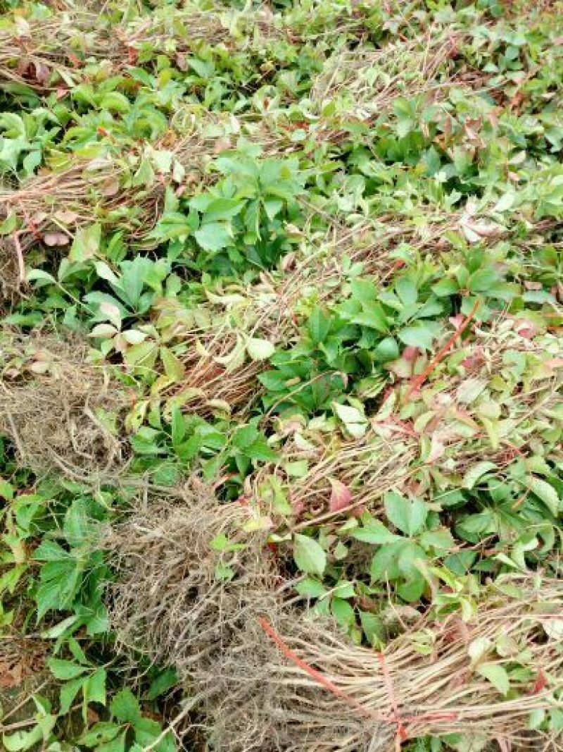爬山虎苗
