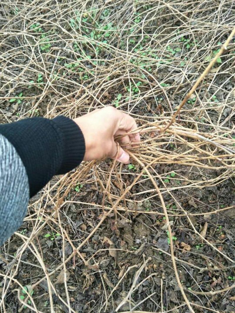 爬山虎苗