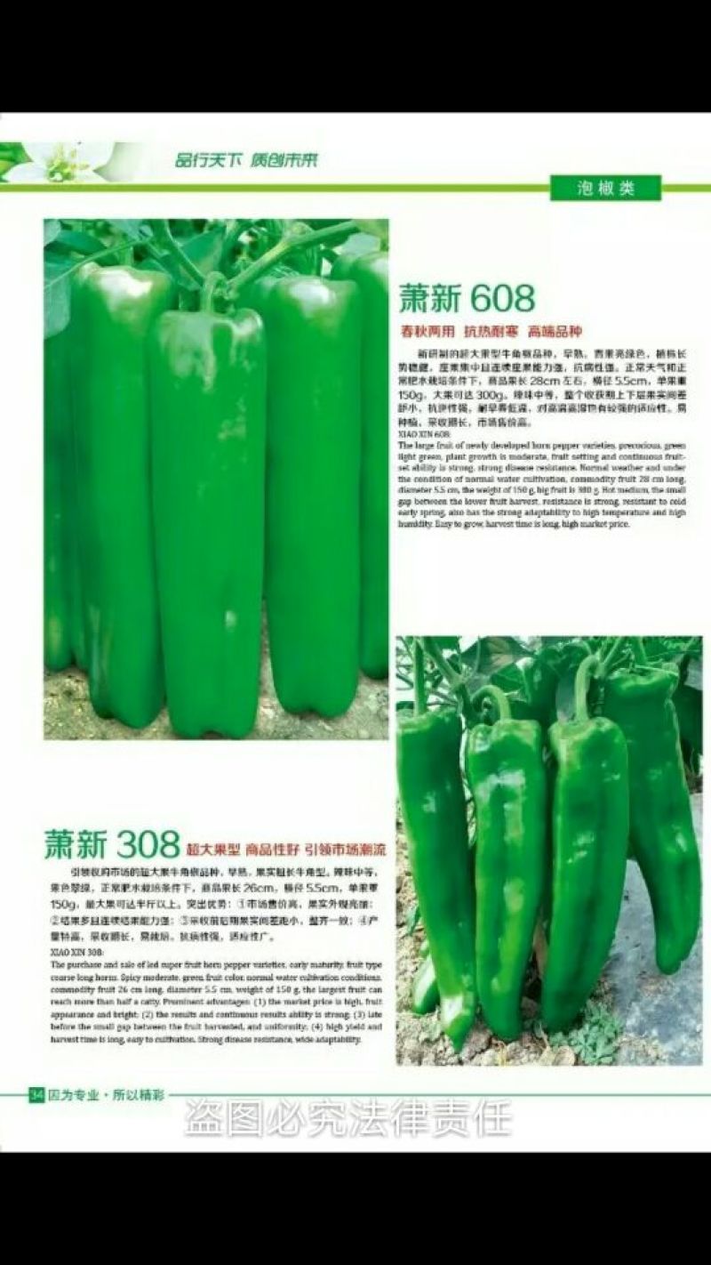 【有好货】泡椒种子牛角椒，308椒