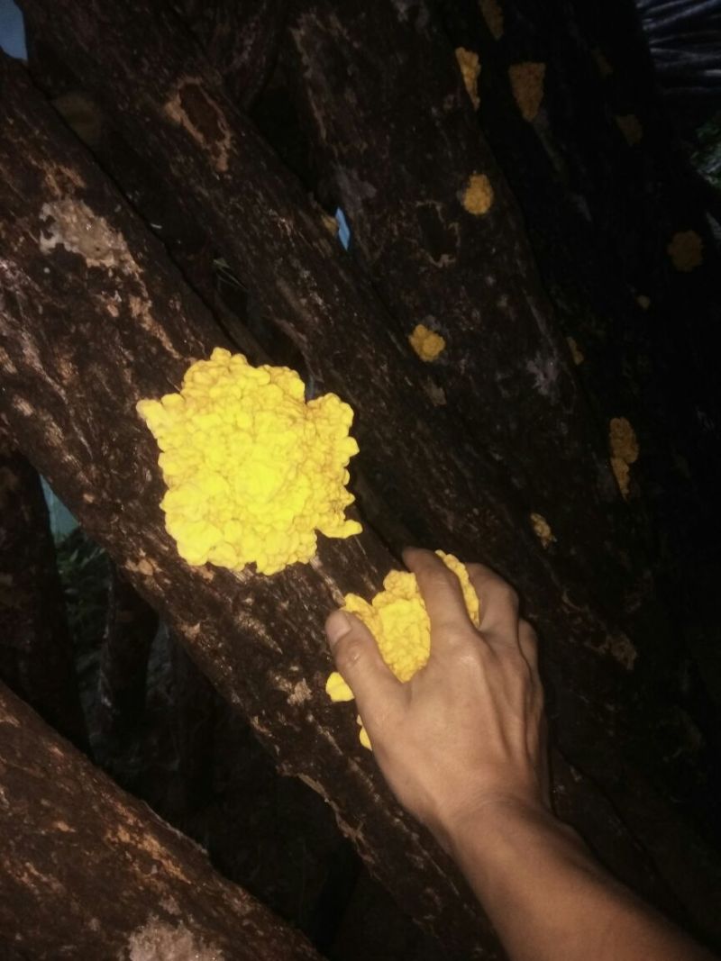 优质椴木金耳大量上市中，鲜货干货都大量供