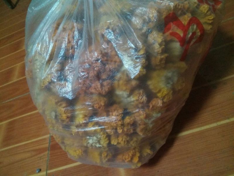 优质椴木金耳大量上市中，鲜货干货都大量供