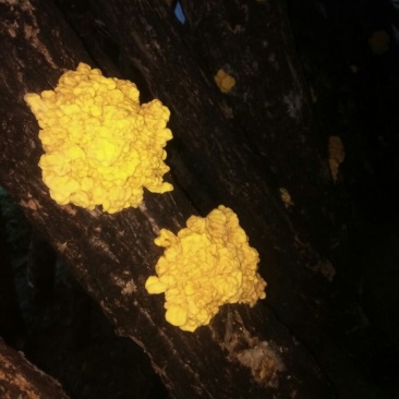 优质椴木金耳大量上市中，鲜货干货都大量供