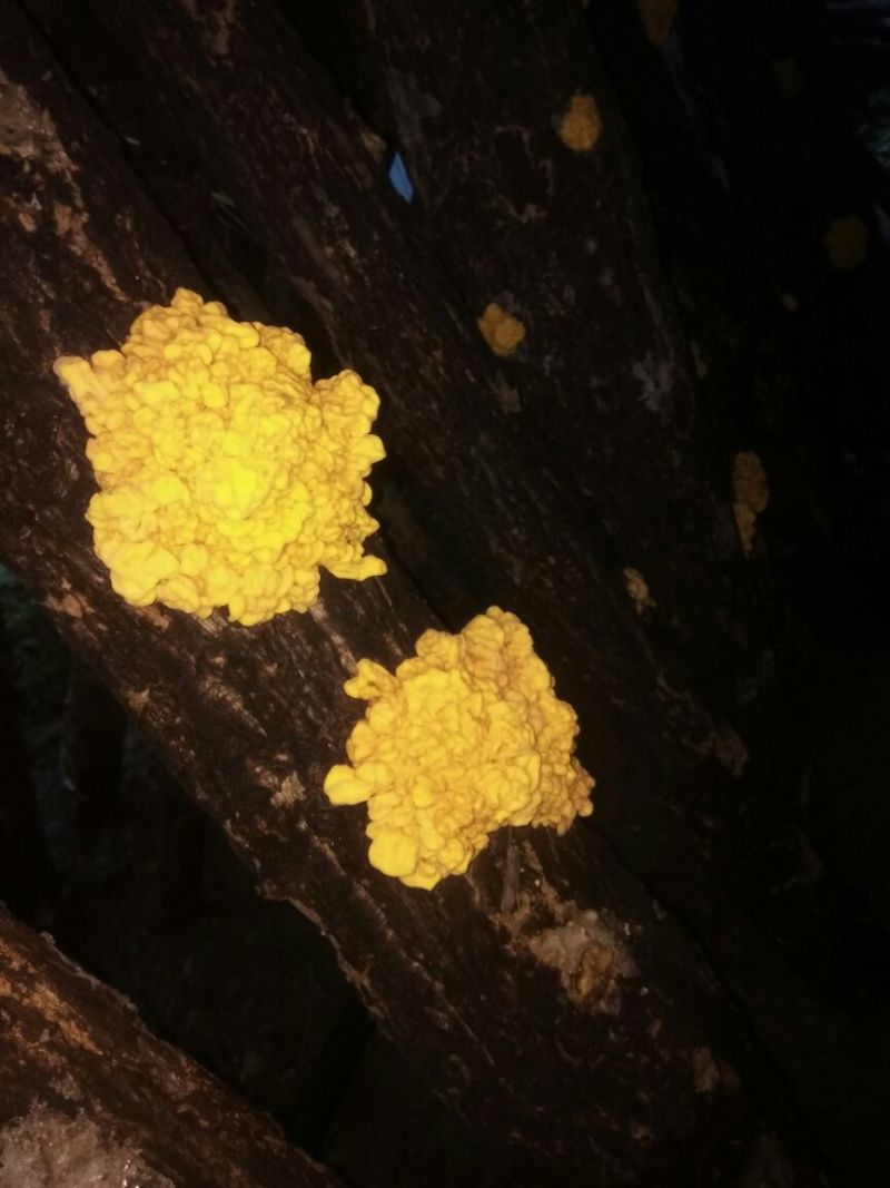 优质椴木金耳大量上市中，鲜货干货都大量供